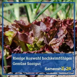 Dürr Samen Dürr-Samen | Ochsenherz-Tomaten Rugantino RZ F1 Saatgut