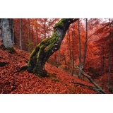 Papermoon Fototapete »Baum in Wald«