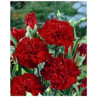 Pflanzen Für Dich Dianthus gratianop. 'Rubin', Nelke, rubinrot, ca.