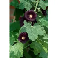 Pflanzen Für Dich Alcea rosea Nigra ca. 9x9 cm