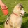 Ferplast Hundeleine Flippy ONE, Rollleine kleine Hunde bis 12 kg. Ausziehbare Schnur max. 4,5 m. Einzelner Knopf zum Verriegeln und Entriegeln, rot
