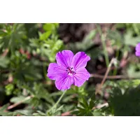 Pflanzen Für Dich Geranium sanguineum 'Tiny Monster', Storchschnabel, ca.