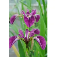 Pflanzen Für Dich Iris versicolor 'Kermesina', gen. P 0,5