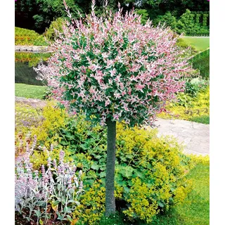 BALDUR Garten 1x Salix-Stämmchen Hakuro Nishiki, Pflanze im 3 Liter-Topf, Flachwurzler, winterhart, mehrjährig, Salix integra, Zierstämmchen, Ha...