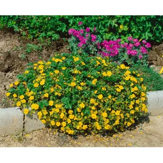 Pflanzen für Dich Bodendecker Potentilla neumanniana Nana, 1 St., Fingerkraut, Frühlings-Fingerkraut, gelbblühend, bodendecker gelb