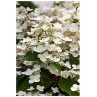 Pflanzen Für Dich Hydrangea paniculata 'CONFETTI', Rispenhortensie, 40–60 cm,