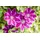 PlantaPro Clematis Hybride 'Dr. Ruppel' 40–60 Waldrebe 'Dr. Ruppel',winterhart, deutsche Baumschulqualität, im Topf für optimales anwachsen
