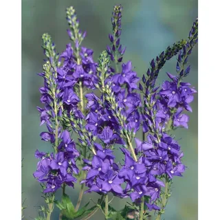 Pflanzen Für Dich Veronica teucrium 'Shirley Blue', Ehrenpreis, ca. 9x9 cm Topf
