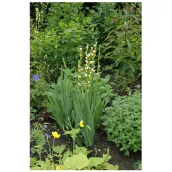 Asphodeline lutea, Gelbe Affodill, ca. 9x9 cm Topf