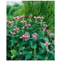 Pflanzen Für Dich Chelone obliqua, Schlangenkopf, rosa Blüten, ca.