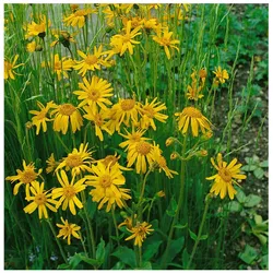Arnica chamissonis, Berg-Wohlverleih, gelb, ca. 9x9 cm Topf