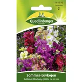 Quedlinburger Saatgut Sommer-Levkojen, Frühe hohe Mischung