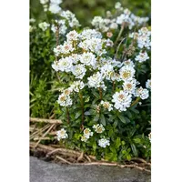 Pflanzen Für Dich Iberis sempervirens 'Zwergschneeflocke' Schleifenblume, weiß, ca.