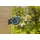 Gardena RollUp XL Wand-Schlauchbox 35 m inkl. Schlauch 18630-20