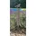 Ambiente Haus Gartenstecker Willkommen 70 x 13 cm Grau
