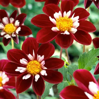 Plant in a Box - Dahlien - 3er Set - Dahlia 'Mary Evelyn' - Dahlienknollen - Rote, Weiße Blüten