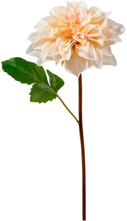 Dahlie 45cm creme