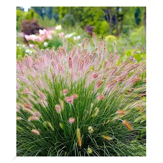 BALDUR Garten Lampenputzergras Hameln, 3 Pflanzen Pennisetum Federborstengras, Süßgras, winterharte Staude, trockenresistent, mehrjährig, Wasserbedarf gering, blühend, Pennisetum alopecuroides