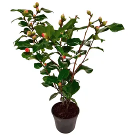 Plant in a Box - Camellia japonica 'Dr. King' Höhe 50-60cm