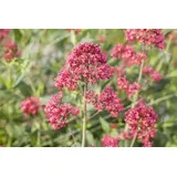 PlantaPro Centranthus ruber 'Coccineus' 9x9 cm Topf – Winterhart, Mehrjährig, Pflegeleicht – Rote Spornblume – Staude für Beet & Steingarten