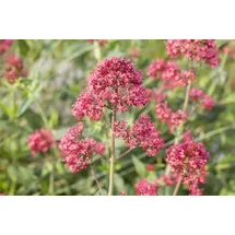 PlantaPro Centranthus ruber 'Coccineus' 9x9 cm Topf – Winterhart, Mehrjährig, Pflegeleicht – Rote Spornblume – Staude für Beet & Steingarten