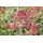 PlantaPro Centranthus ruber 'Coccineus' 9x9 cm Topf – Winterhart, Mehrjährig, Pflegeleicht – Rote Spornblume – Staude für Beet & Steingarten