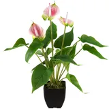 Europalms Anthurie, Kunstpflanze, weiß pink