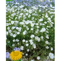 pflanzen-für-dich.de Pflanzen für Dich Staude Linum perenne Album, 1 St., Staudenlein, Ausdauernder Lein weiß