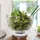Villeroy & Boch Boston Salatschale Transparent 3,2 l