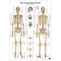 Europa Lehrmittel Verlag Anatomie Lerntafeln- Das menschliche Skelett: