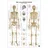 Europa Lehrmittel Verlag Anatomie Lerntafeln- Das menschliche Skelett: