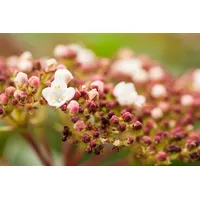 Pflanzen Für Dich Viburnum tinus 'Purpurea', Lorbeer-Schneeball, immergrün, 20–30