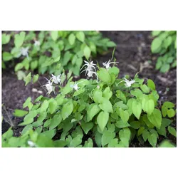 Epimedium x youngianum 'Niveum', Elfenblume, weiß, ca. 9x9 cm Topf