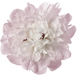 Wandtattoo QUEENCE „Julia“ Wandtattoos Gr. B/H: 80 cm x 80 cm, Blume, rosa Wandtattoos Natur
