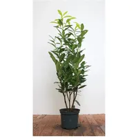 Pflanzen Für Dich Prunus laurocerasus 'Genolia', Kirschlorbeer, immergrün, 60–80