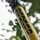 Berger Teleskopstange ArboRapid 77004