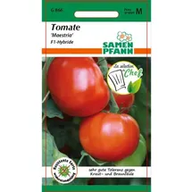 Samen Pfann Tomate, Maestria F1-Hybride - Tomatensamen von SAMEN Pfann