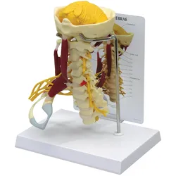 Deluxe Halswirbelsäule mit Muskeln