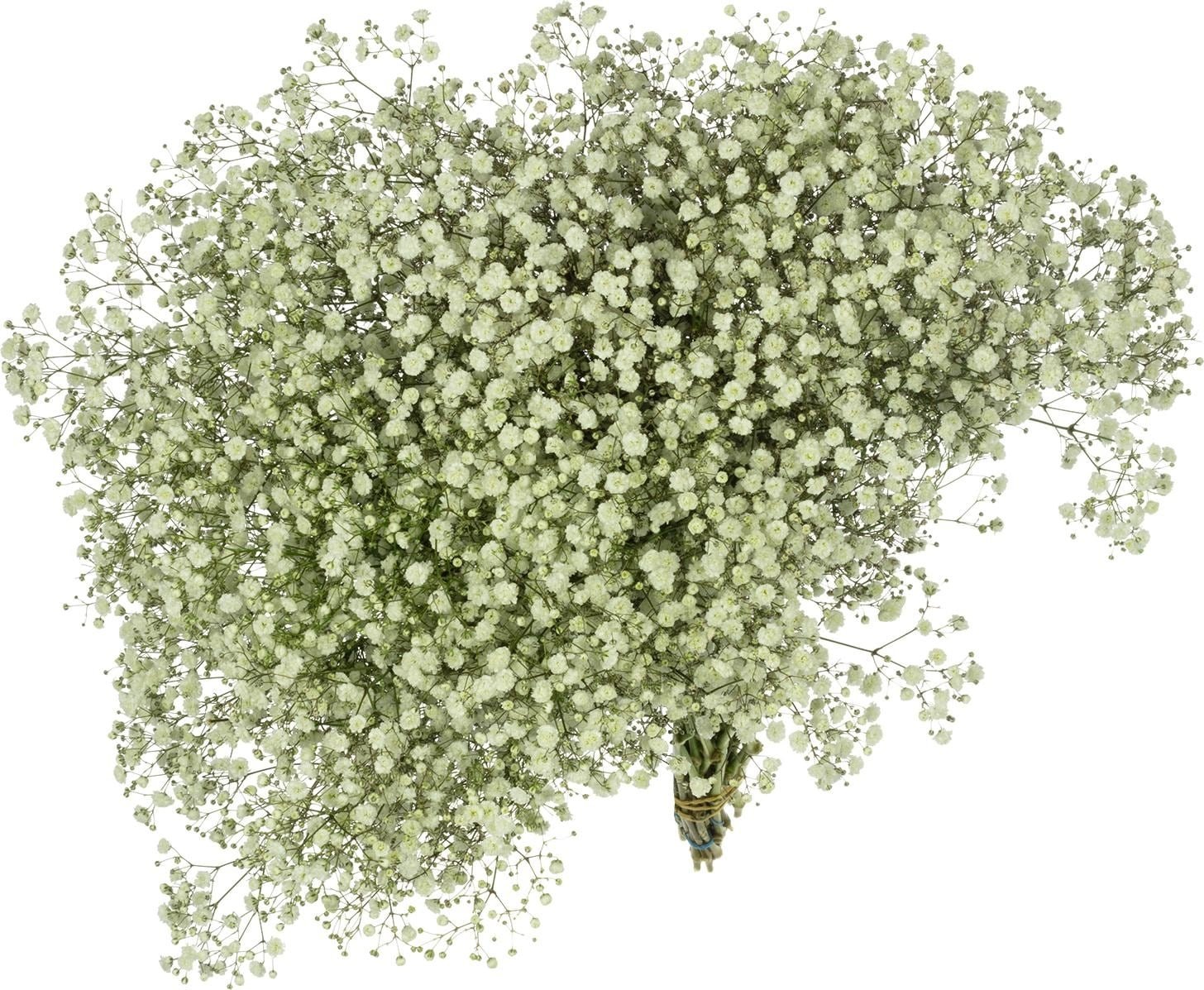 Flowerbox, Blumenstrauss, Bund Schleierkraut - Gypsophila paniculata Xlence (Schnittblumen)