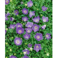 Pflanzen Für Dich Campanula carp.'Blaue Clips', Glockenblume, ca. 9x9