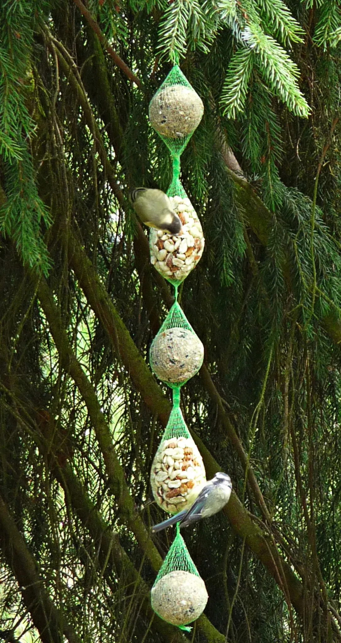 Tedje Meisenknödel-und-Erdnussbeutel-Futterkette