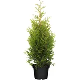 Pflanzen Für Dich Thuja occidentalis 'Brabant', Lebensbaum, immergrün, 80-100 cm