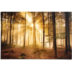 Poster REINDERS "Erleuchteter Wald", braun (farbe bild(er): braun), B:91,5cm H:61cm, Papier, Bilder