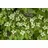 Pflanzen Für Dich Cornus Kousa Chinensis China Girl Chinesischer Blumen-Hartriegel 40–60 cm