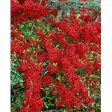 PlantaPro Pyracantha 'Saphyr Rouge' 100–125 cm – Winterhart, Immergrün, Pflegeleicht – Feuerdorn – Heckenpflanze für Garten & Sichtschutz