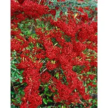 PlantaPro Pyracantha 'Saphyr Rouge' 100–125 cm – Winterhart, Immergrün, Pflegeleicht – Feuerdorn – Heckenpflanze für Garten & Sichtschutz