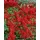 PlantaPro Pyracantha 'Saphyr Rouge' 100–125 cm – Winterhart, Immergrün, Pflegeleicht – Feuerdorn – Heckenpflanze für Garten & Sichtschutz