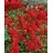 PlantaPro Pyracantha 'Saphyr Rouge' 100–125 cm – Winterhart, Immergrün, Pflegeleicht – Feuerdorn – Heckenpflanze für Garten & Sichtschutz
