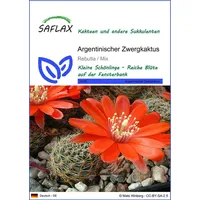 SAFLAX - Kakteen - Argentinischer Zwergkaktus - 40 Samen