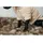 Kentucky Teddy Fleece Hundepullover Beige L